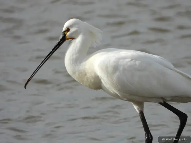 A Little Egret photographed at Blacktoft Sands, seen in its habitat during the visit.