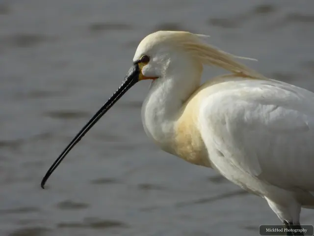 A Little Egret photographed at Blacktoft Sands, seen in its habitat during the visit.
