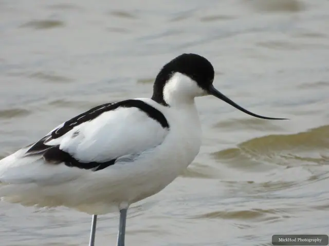A Avocet photographed at Blacktoft Sands, seen in its habitat during the visit.