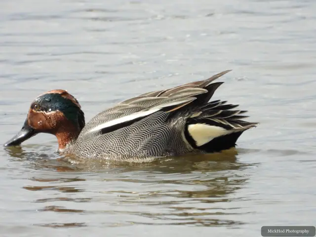 A Eurasian Wigeon photographed at Blacktoft Sands, seen in its habitat during the visit.