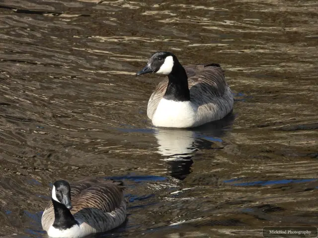 A Canada Goose photographed at Derwent Dam, seen in its habitat during the visit.