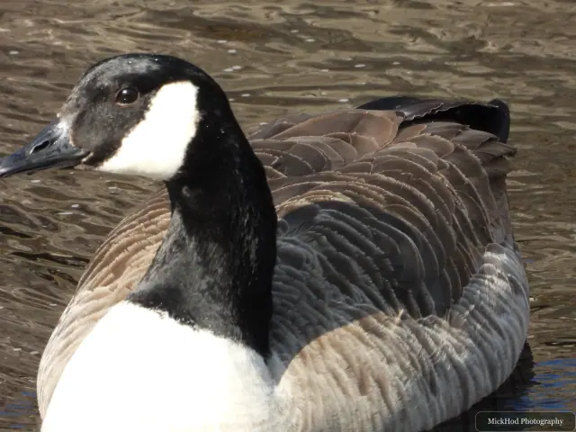 A Canada Goose photographed at Derwent Dam, seen in its habitat during the visit.