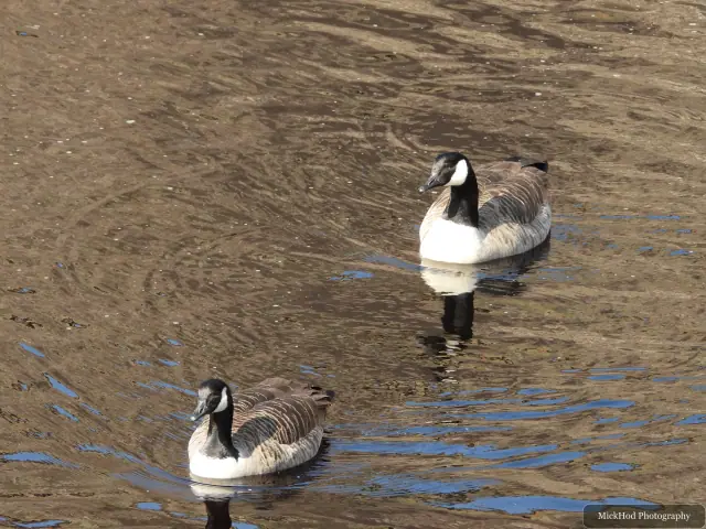 A Canada Goose photographed at Derwent Dam, seen in its habitat during the visit.