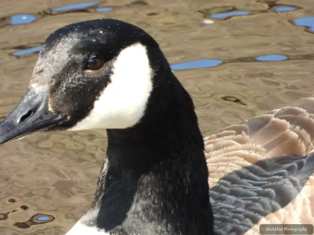 A Canada Goose photographed at Derwent Dam, seen in its habitat during the visit.
