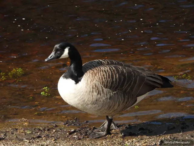 A Canada Goose photographed at Derwent Dam, seen in its habitat during the visit.