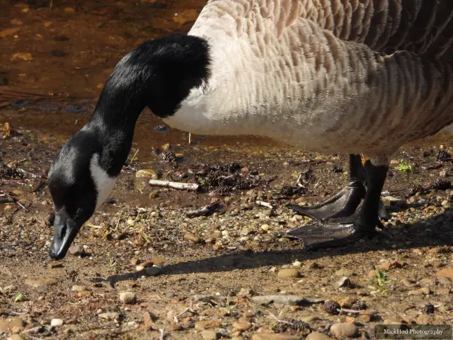A Canada Goose photographed at Derwent Dam, seen in its habitat during the visit.