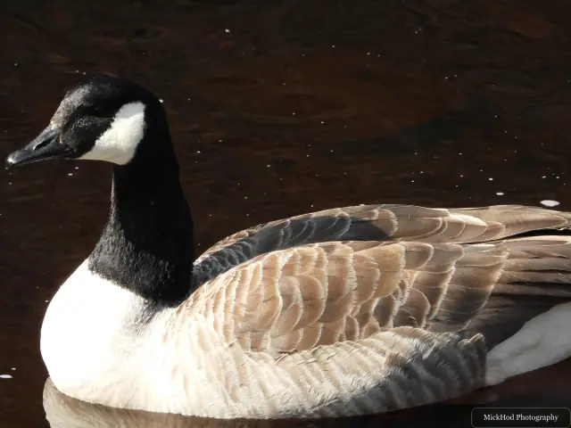 A Canada Goose photographed at Derwent Dam, seen in its habitat during the visit.