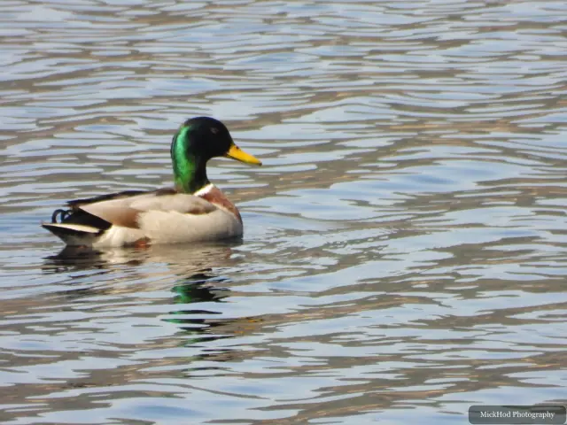 A Mallard photographed at Derwent Dam, seen in its habitat during the visit.