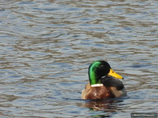 A Mallard photographed at Derwent Dam, seen in its habitat during the visit.