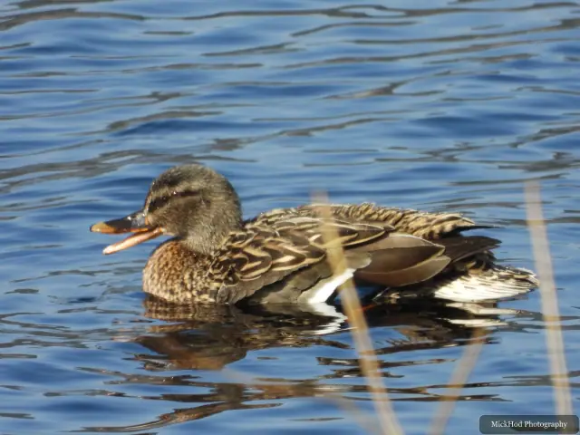 A Mallard photographed at Derwent Dam, seen in its habitat during the visit.