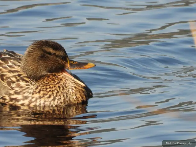A Mallard photographed at Derwent Dam, seen in its habitat during the visit.