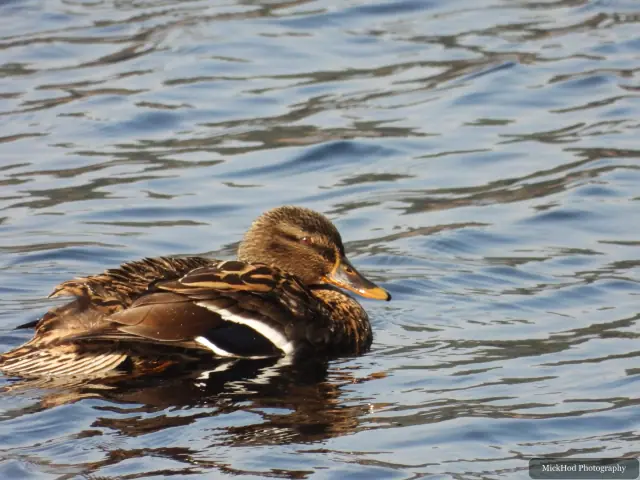 A Mallard photographed at Derwent Dam, seen in its habitat during the visit.