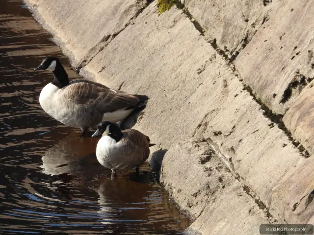A Canada Goose photographed at Derwent Dam, seen in its habitat during the visit.