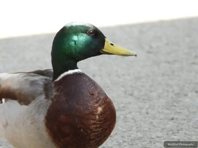 A Mallard photographed at Derwent Dam, seen in its habitat during the visit.