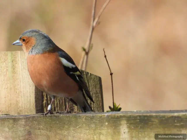 A Common Chaffinch photographed at Derwent Dam, seen in its habitat during the visit.