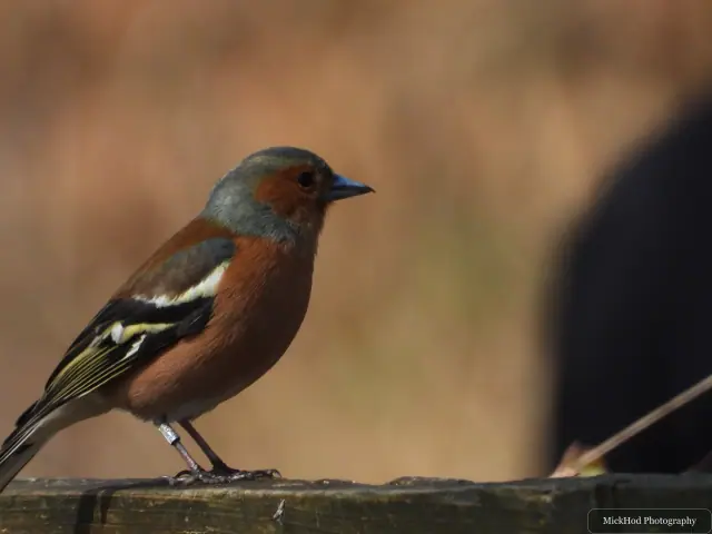 A Common Chaffinch photographed at Derwent Dam, seen in its habitat during the visit.