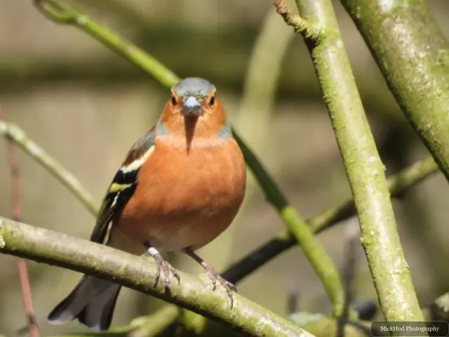 A Common Chaffinch photographed at Derwent Dam, seen in its habitat during the visit.