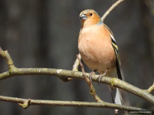 A Common Chaffinch photographed at Derwent Dam, seen in its habitat during the visit.