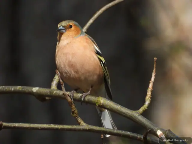A Common Chaffinch photographed at Derwent Dam, seen in its habitat during the visit.