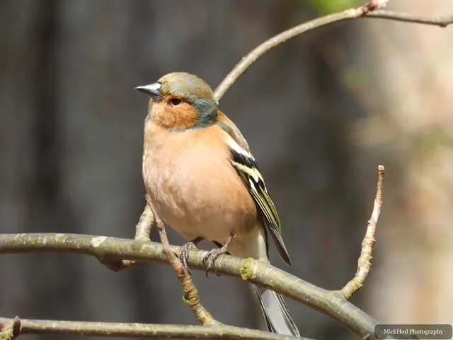 A Common Chaffinch photographed at Derwent Dam, seen in its habitat during the visit.