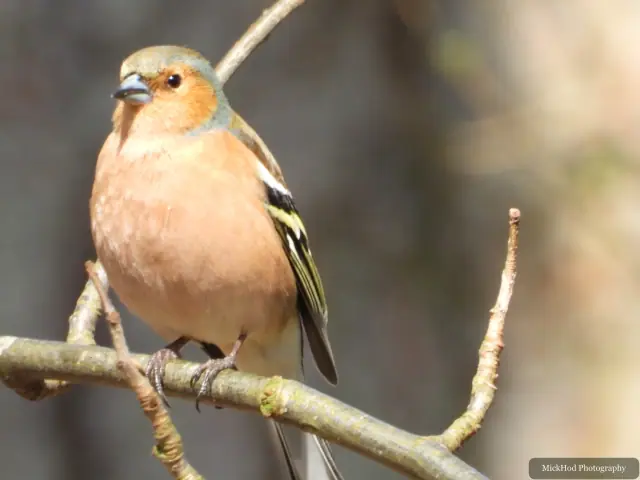 A Common Chaffinch photographed at Derwent Dam, seen in its habitat during the visit.