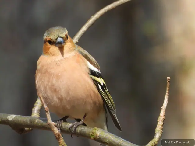 A Common Chaffinch photographed at Derwent Dam, seen in its habitat during the visit.