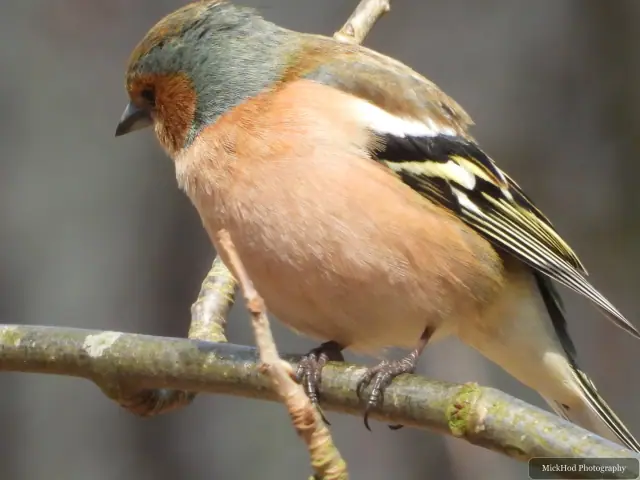 A Common Chaffinch photographed at Derwent Dam, seen in its habitat during the visit.