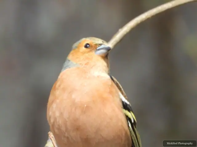 A Common Chaffinch photographed at Derwent Dam, seen in its habitat during the visit.