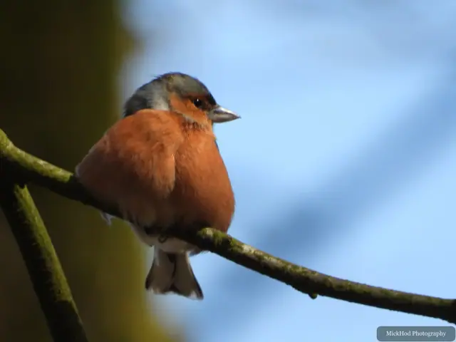 A Common Chaffinch photographed at Derwent Dam, seen in its habitat during the visit.