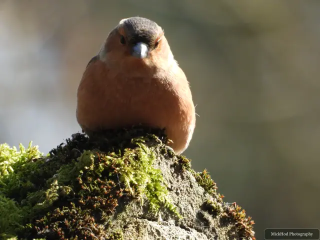 A Common Chaffinch photographed at Derwent Dam, seen in its habitat during the visit.