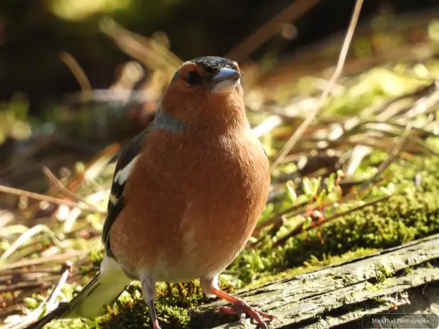 A Common Chaffinch photographed at Derwent Dam, seen in its habitat during the visit.