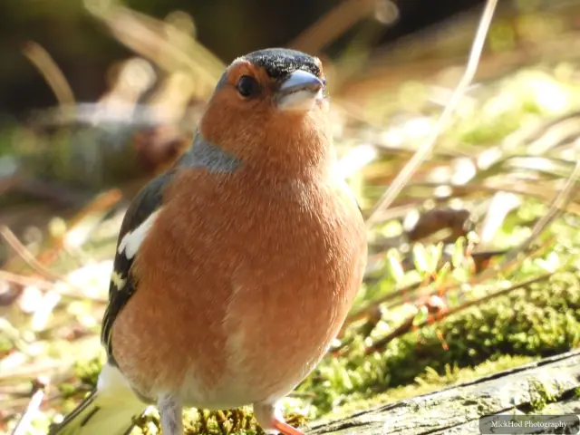 A Common Chaffinch photographed at Derwent Dam, seen in its habitat during the visit.