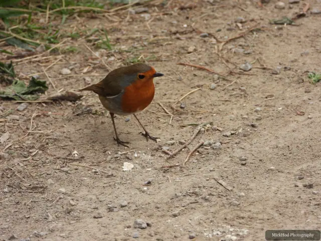 A European Robin photographed at Fairburn Ings, seen in its habitat during the visit.
