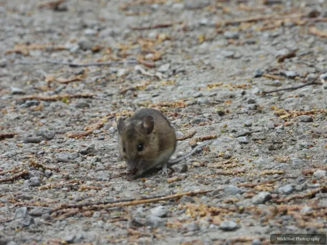 A Wood Mouse peeks through the leaves: a lovely surprise while bird spotting.