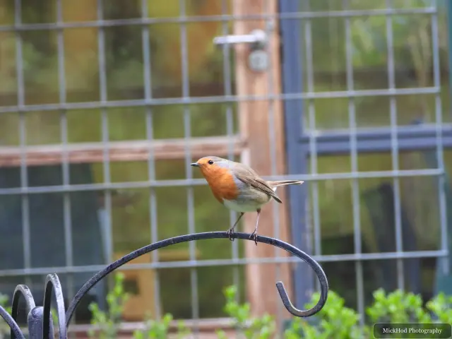 A European Robin photographed at Fairburn Ings, seen in its habitat during the visit.