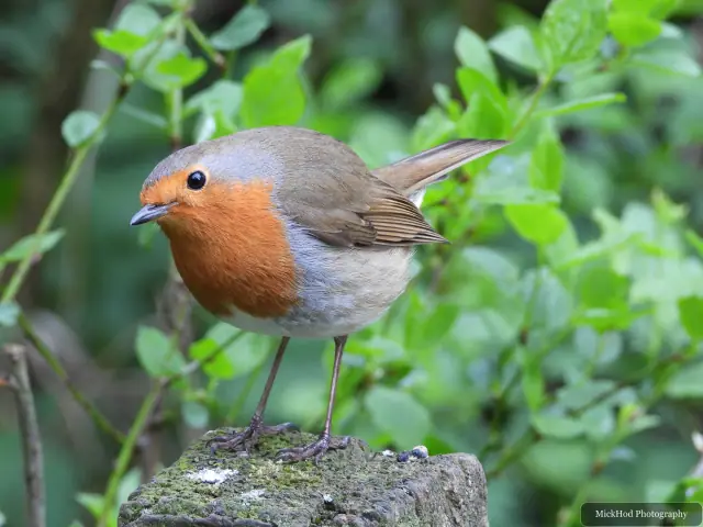 A European Robin photographed at Fairburn Ings, seen in its habitat during the visit.