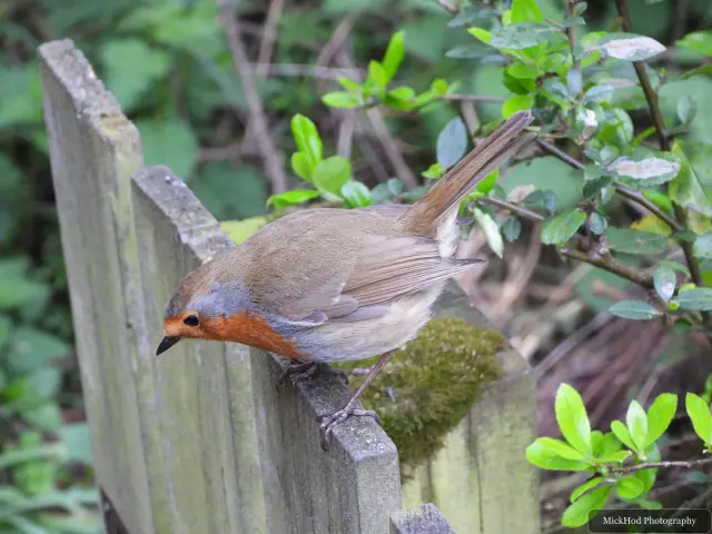 A European Robin photographed at Fairburn Ings, seen in its habitat during the visit.