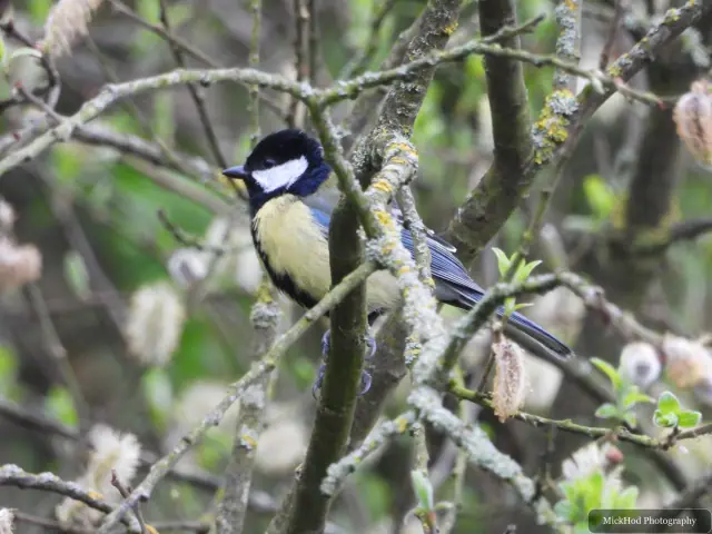 A Great Tit photographed at Fairburn Ings, seen in its habitat during the visit.