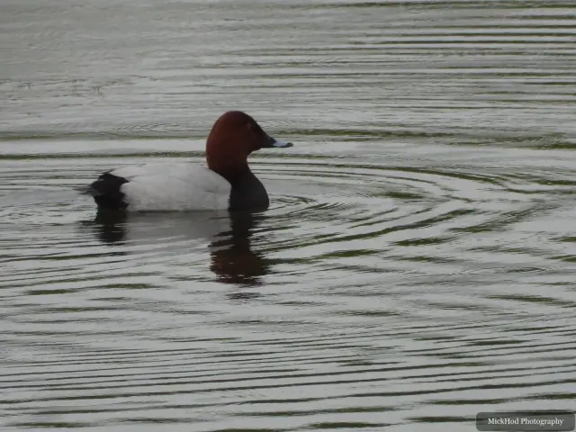 A Common Pochard photographed at Fairburn Ings, seen in its habitat during the visit.