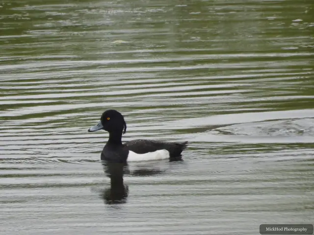A Tufted Duck photographed at Fairburn Ings, seen in its habitat during the visit.