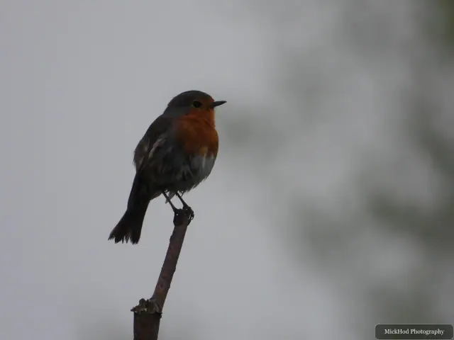 A European Robin photographed at Fairburn Ings, seen in its habitat during the visit.