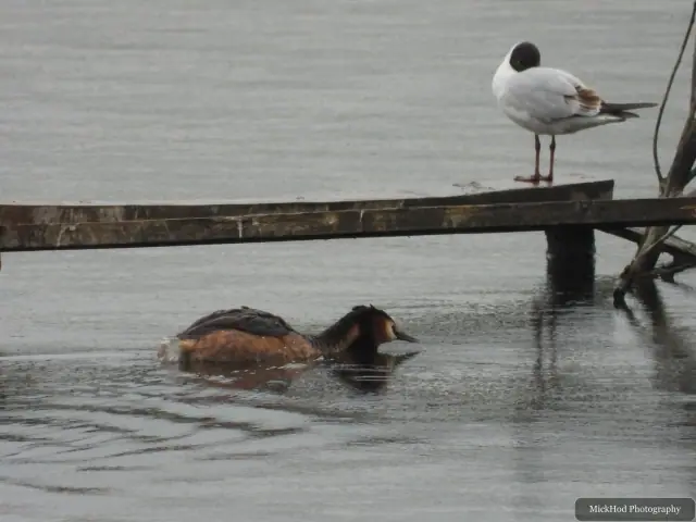 A Great Crested Grebe photographed at Fairburn Ings, seen in its habitat during the visit.