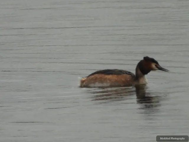 A Great Crested Grebe photographed at Fairburn Ings, seen in its habitat during the visit.