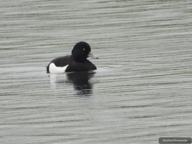 A Tufted Duck photographed at Fairburn Ings, seen in its habitat during the visit.