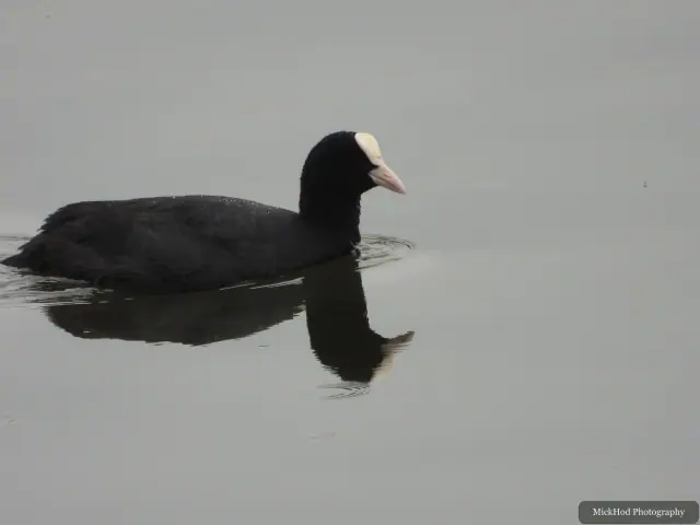 A Eurasian Coot photographed at Fairburn Ings, seen in its habitat during the visit.