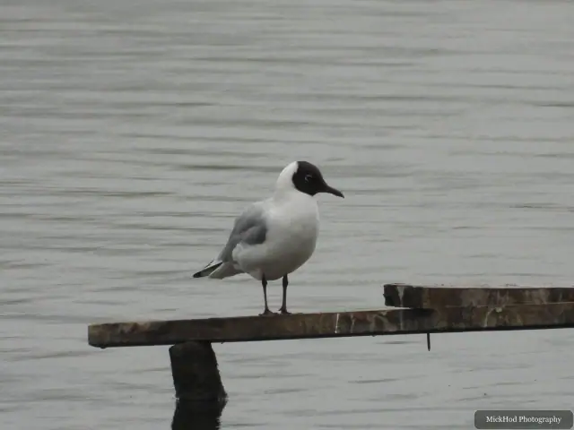 A Black-headed Gull photographed at Fairburn Ings, seen in its habitat during the visit.