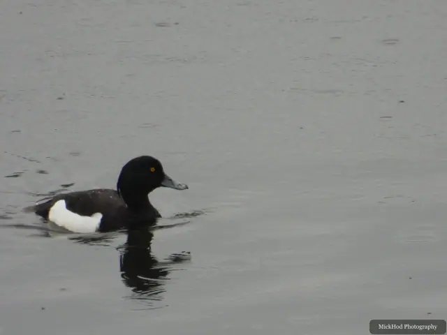 A Tufted Duck photographed at Fairburn Ings, seen in its habitat during the visit.