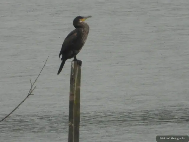 A Great Cormorant photographed at Fairburn Ings, seen in its habitat during the visit.