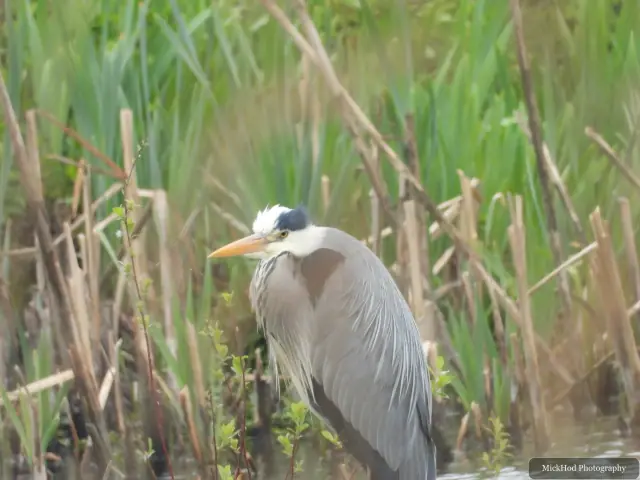 A Grey Heron photographed at Fairburn Ings, seen in its habitat during the visit.