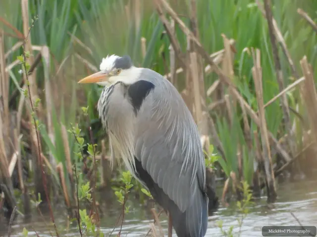 A Grey Heron photographed at Fairburn Ings, seen in its habitat during the visit.